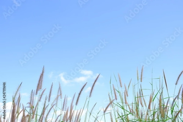 Fototapeta The grass is flowing with the wind with white clouds and blue sky background.
