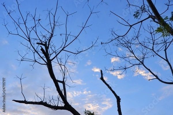Obraz Fallen leaves with clouds and blue sky background.