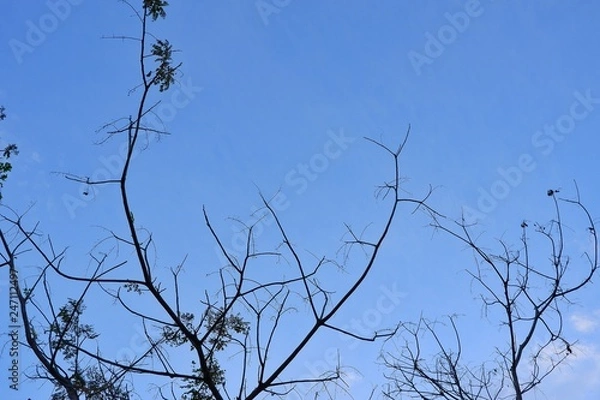Fototapeta Fallen leaves with clouds and blue sky background.