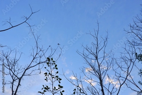 Fototapeta Fallen leaves with clouds and blue sky background.