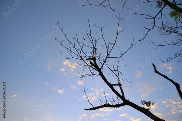 Fototapeta Fallen leaves with clouds and blue sky background.