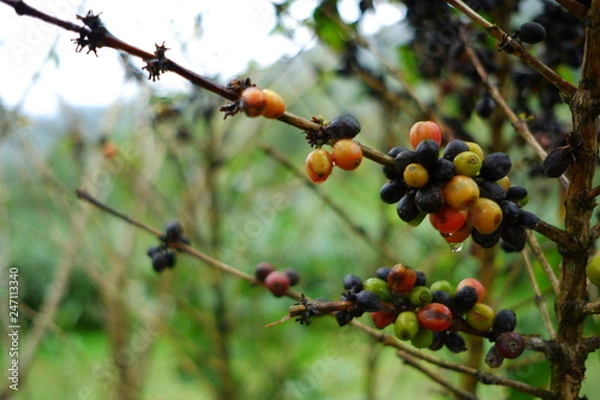 Fototapeta Coffee beans are on the branches of the tree ready to be harvested.