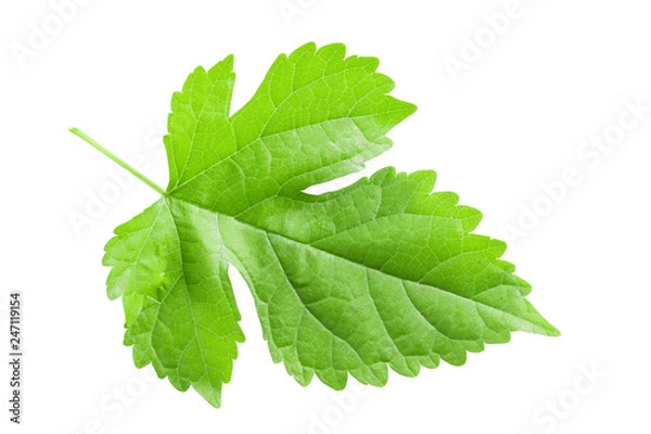 Obraz Morus,Mulberry leaf isolated on white.