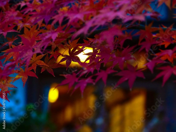 Obraz OLYMPUS DIGITAL CAMERA