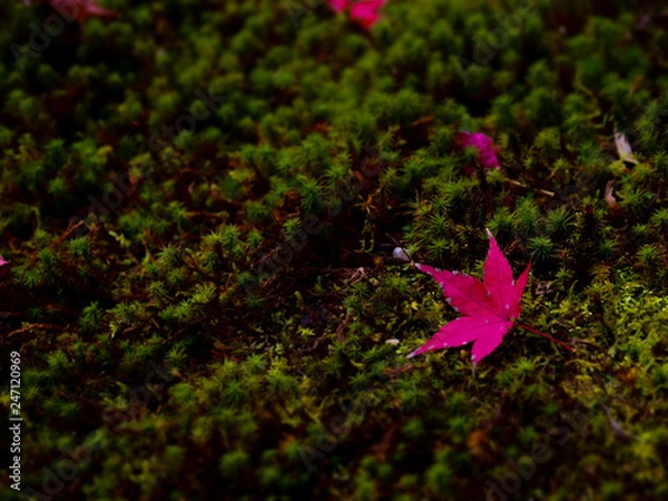 Obraz OLYMPUS DIGITAL CAMERA