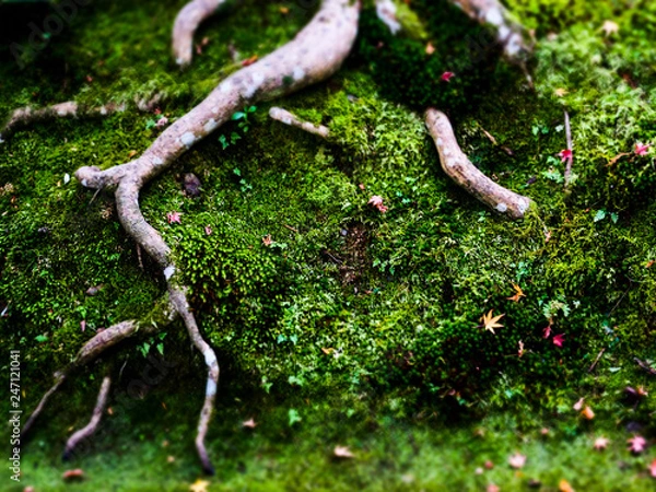 Obraz OLYMPUS DIGITAL CAMERA