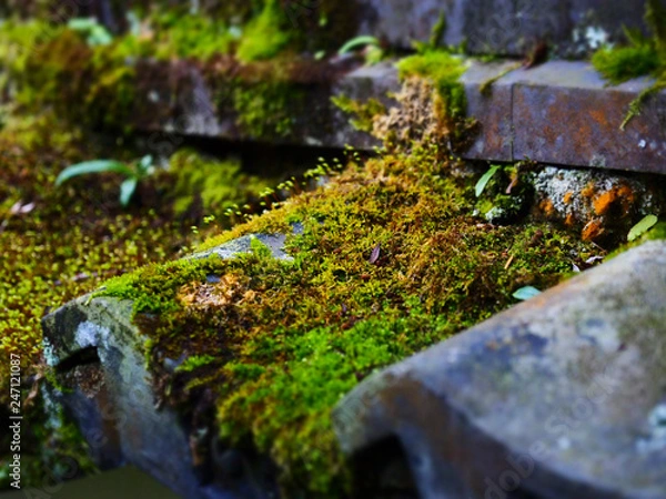 Obraz OLYMPUS DIGITAL CAMERA