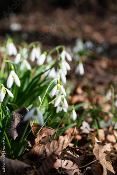 Obraz beautiful snowdrop background