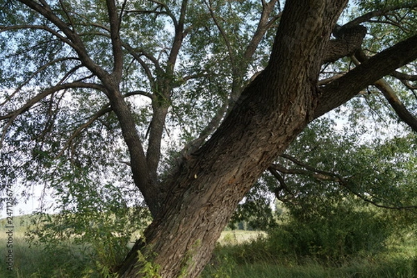 Obraz tree in the forest