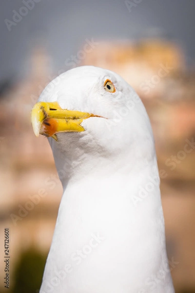 Obraz Seagull looking funny