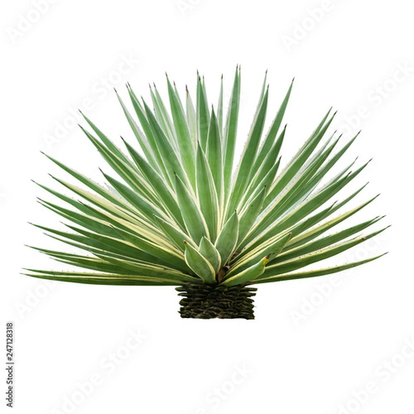 Obraz Agave plant isolated on white backgroumd. The succulent leaves of most Agave species have sharp marginal teeth are mostly monocarpic, though some species are polycarpic.