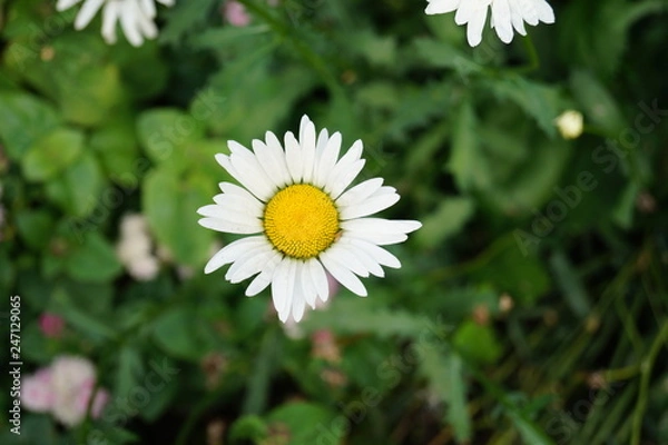 Obraz daisy in the grass