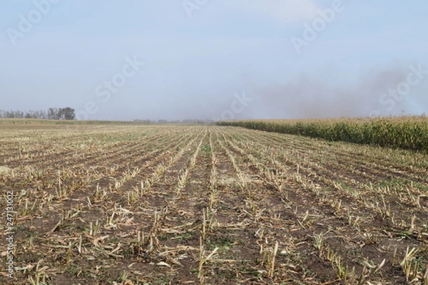 Obraz field in spring