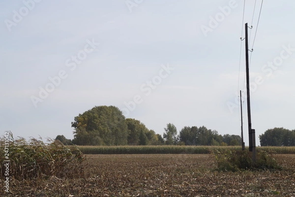 Obraz tree in the field