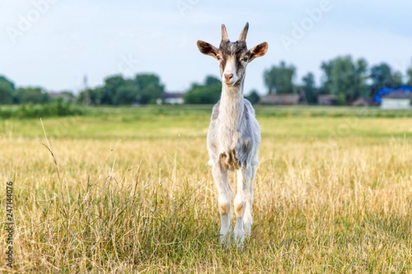 Obraz Goan at the field