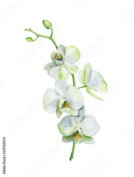 Obraz Akwarela biały kwiat orchidei na białym tle. Ręcznie rysowane ilustracja kwiatowy storczyków. Grafika wnętrza z pojedynczą gałązką i kwiatami.