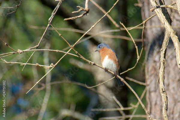 Obraz Bluebird perched on branch
