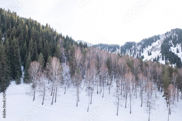 Fototapeta forest in winter