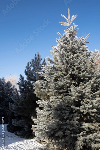 Fototapeta tree in snow