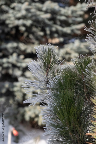 Fototapeta pine branch with snow