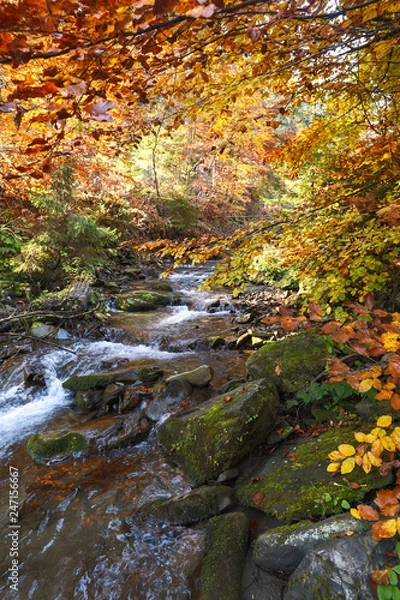 Obraz beech forest autumn mountains