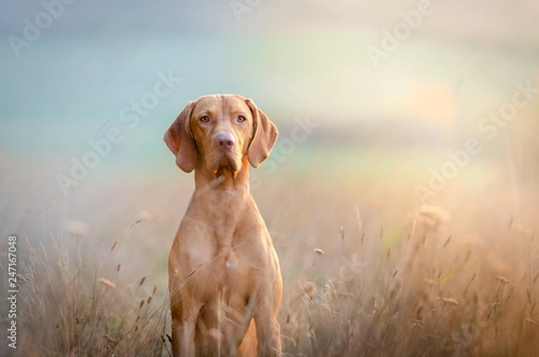 Fototapeta Hungarian hound pointer vizsla dog in autumn time in the field