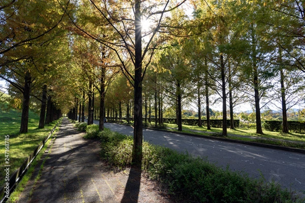 Fototapeta 太陽が丘　メタセコイヤ並木道