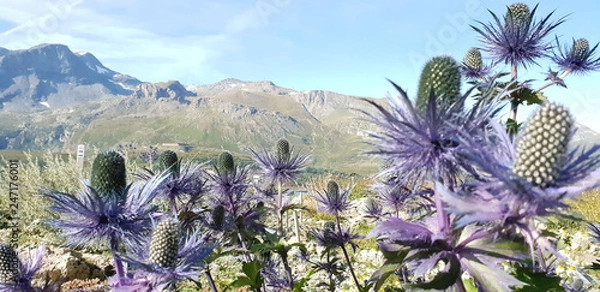 Obraz Mountain flowers in a summertime