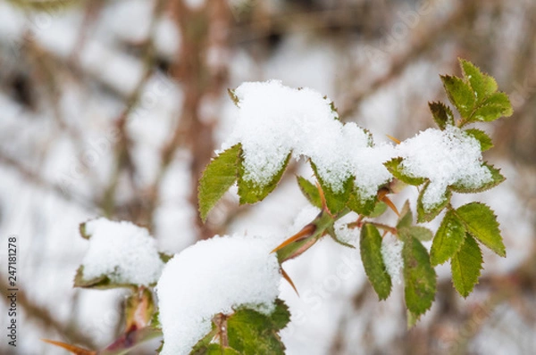 Obraz another green rose bush covered with the first snow