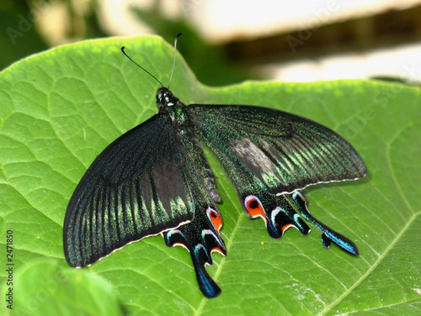 Obraz multi-color swallowtail