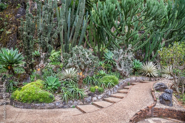 Fototapeta Cactus garden