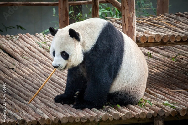 Obraz Cute panda is playing.