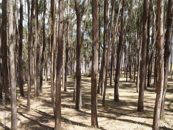 Fototapeta foret perou