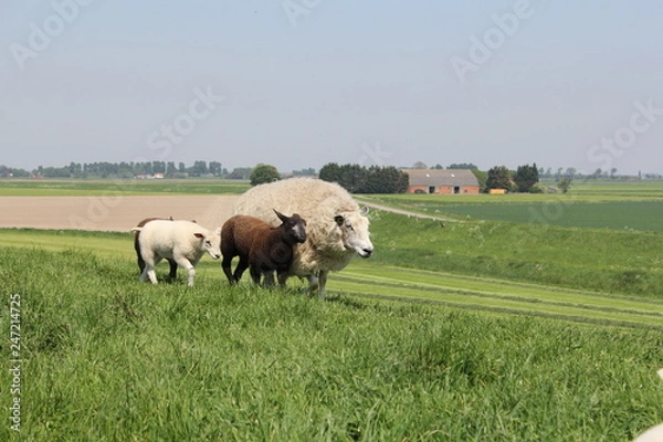 Fototapeta a white sheep is running with three lambs over the green sea wall in holland in spring