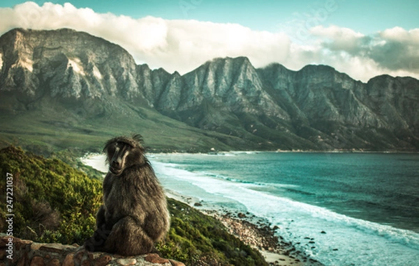 Fototapeta Monkey mountain 