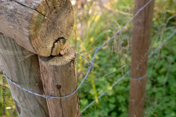 Fototapeta squirrel on tree