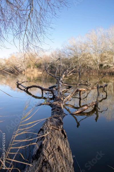 Obraz dead tree and sky