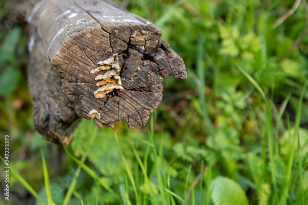 Fototapeta fly on leaf