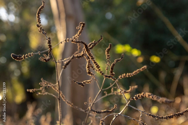 Obraz bird on a branch
