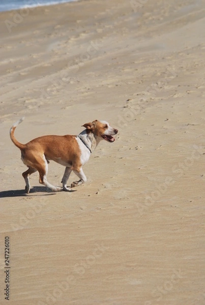 Obraz Meu pet faceiro