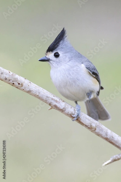Obraz Black crested titmouse perched on a branch eating backyard outside home feeder