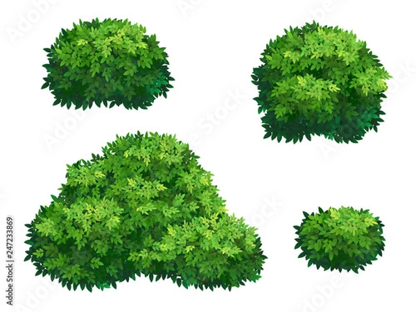 Fototapeta Green bushes and tree crown.
