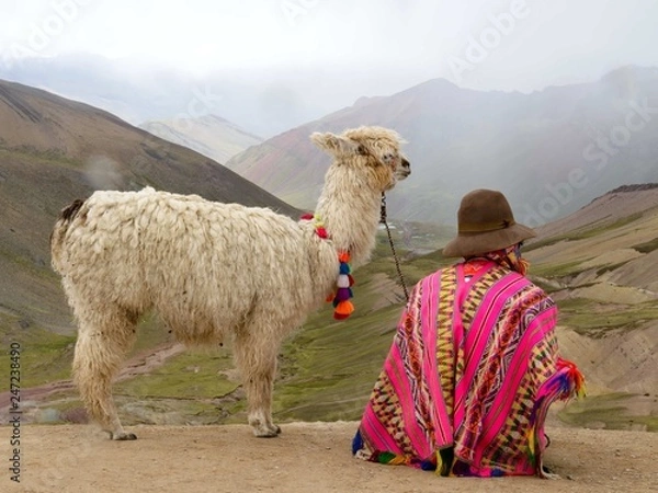 Obraz Lama in Peruvian Andes