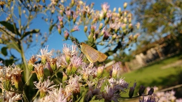 Fototapeta Borboleta