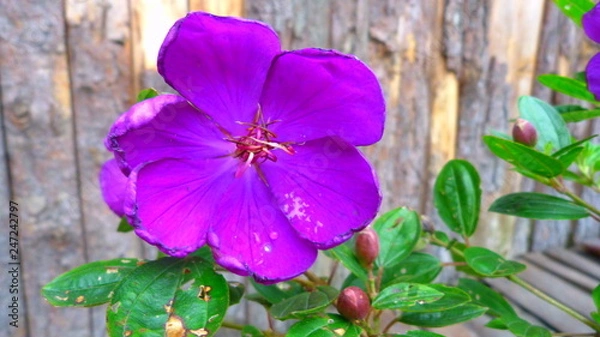 Fototapeta Flor roxa