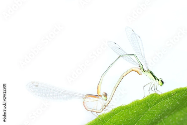 Fototapeta damselfly dragonfly mating isolated