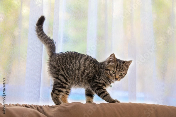 Obraz 家の中の猫