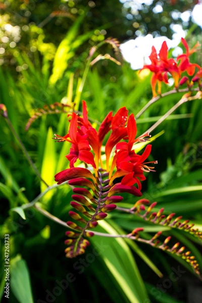 Fototapeta Red Crocosmia