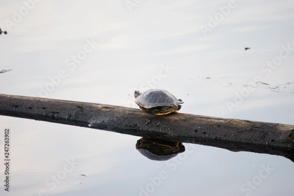 Fototapeta Turtle on Log