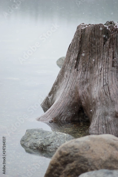 Fototapeta Tree in the Lake